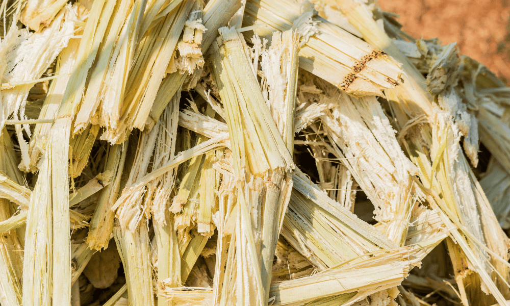 bagasse 2